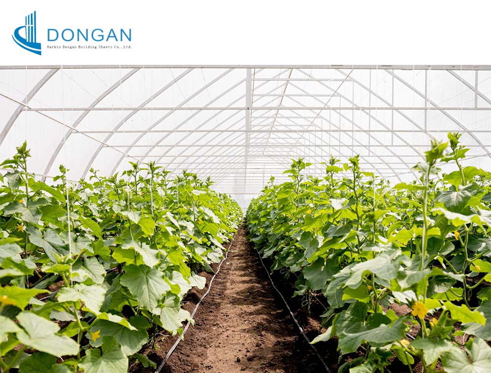 vegetable greenhouse