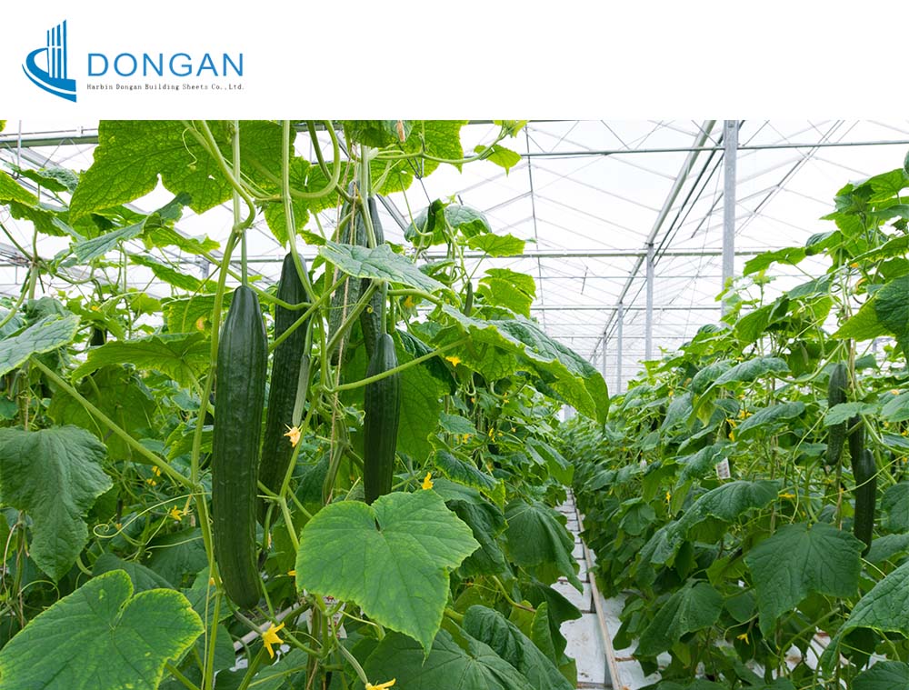 vegetable greenhouse